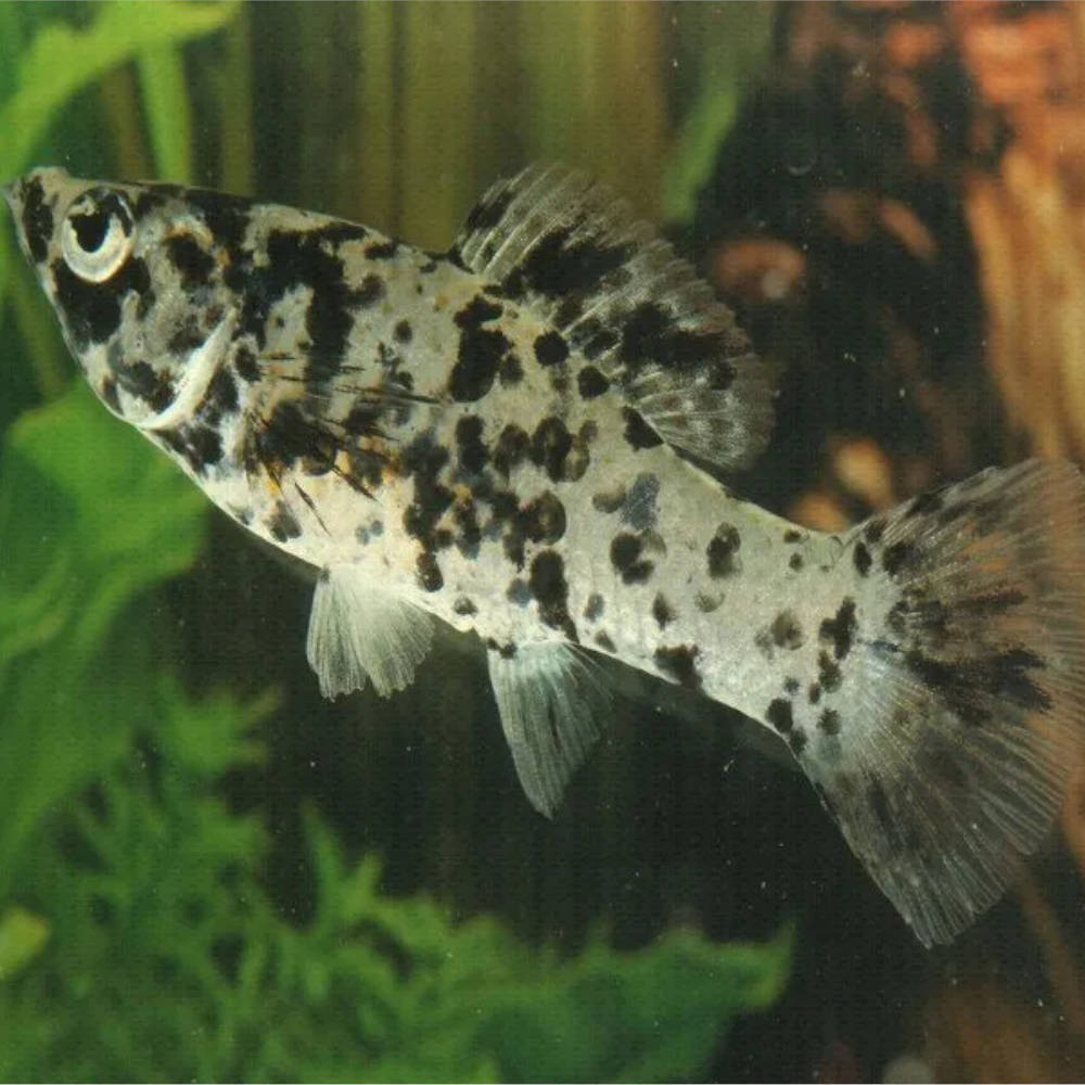 Marble Molly Live Tropical Fish