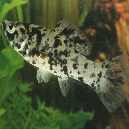 Marble Molly Live Tropical Fish