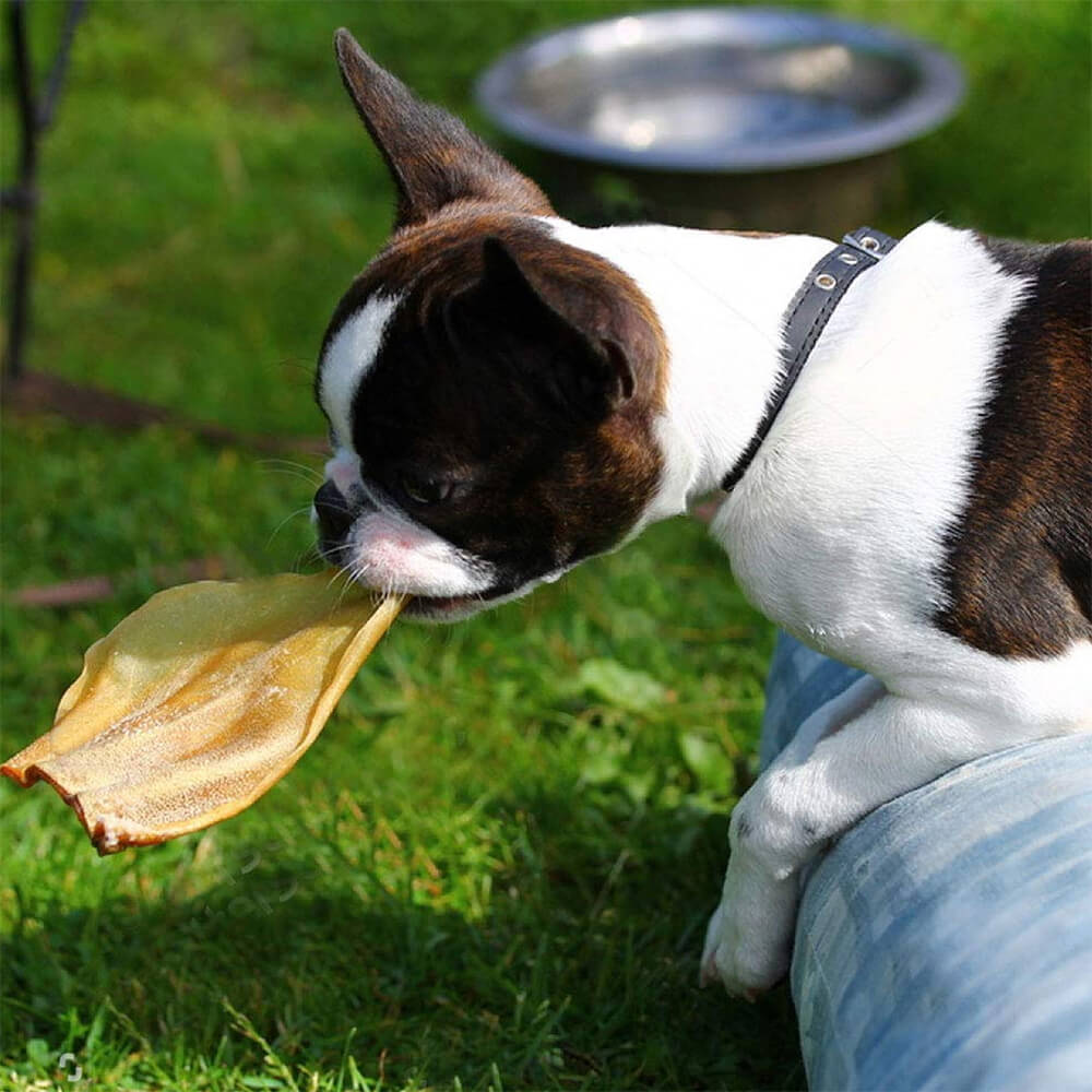 Dog Chews Cow Ears 15 Pack Natural ๐ฆด