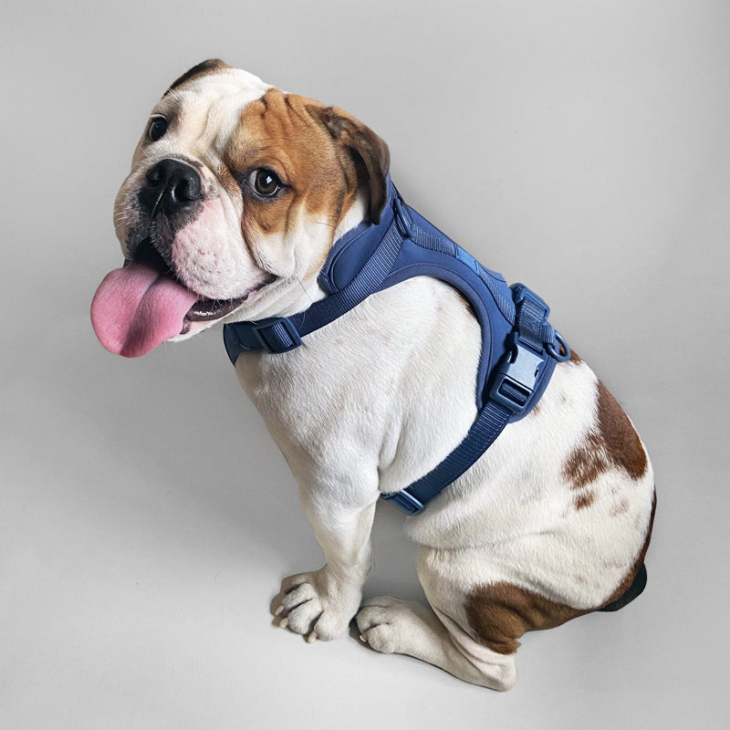 Harness - Purrfect Pet Kingdom