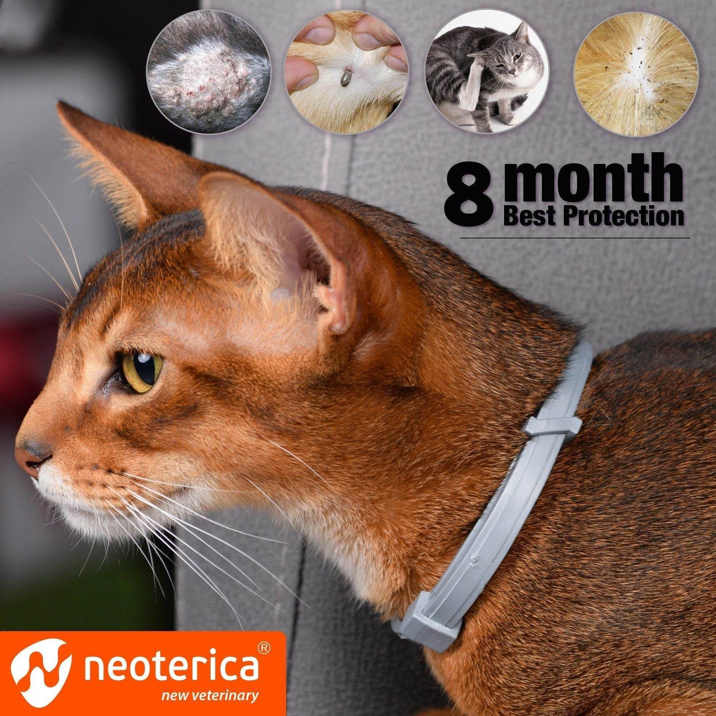Purrfect Pet Kingdom flea and tick collar on cat providing long-lasting cat tick prevention for eight months