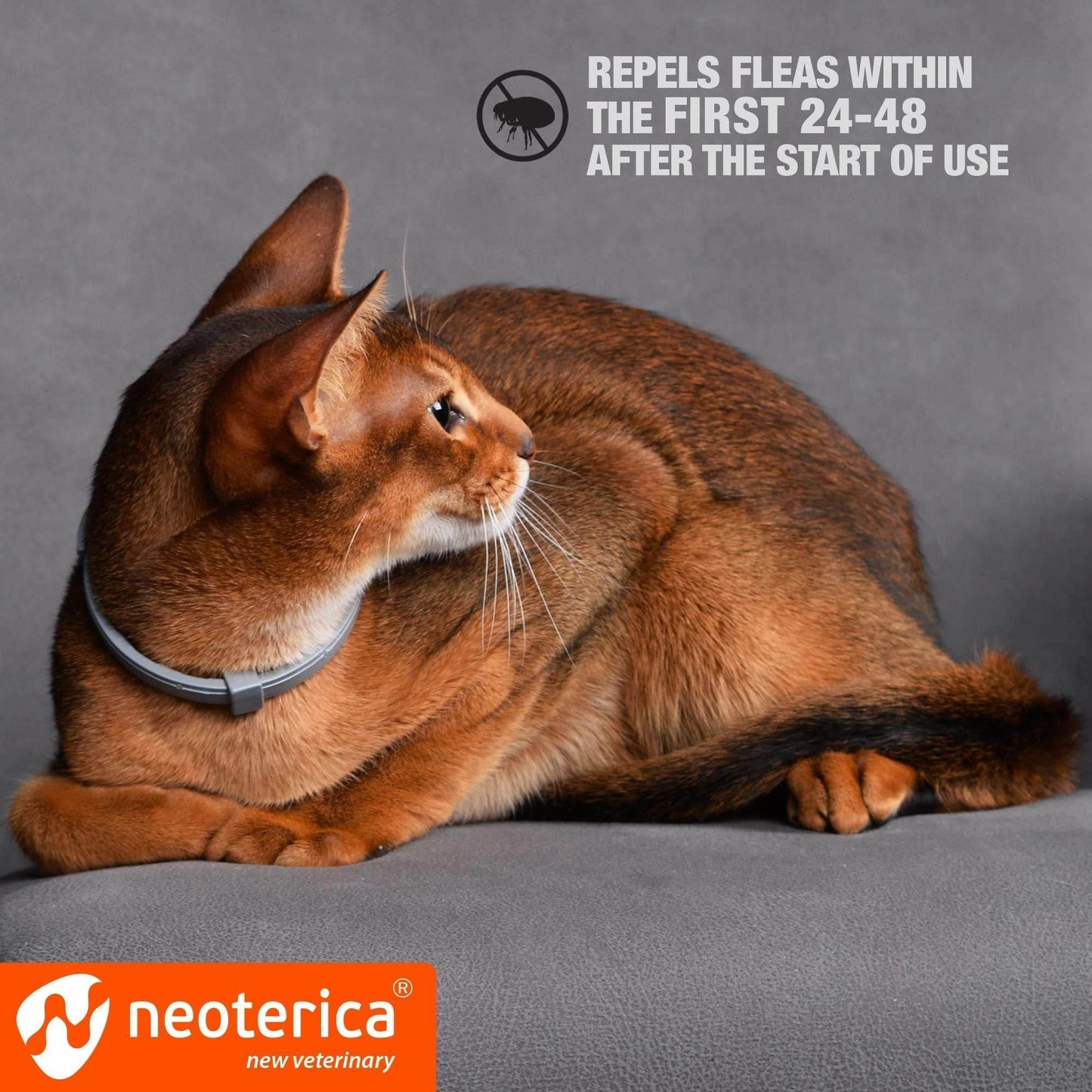 Cat wearing Purrfect Pet Kingdom flea and tick collar with long-lasting cat tick prevention