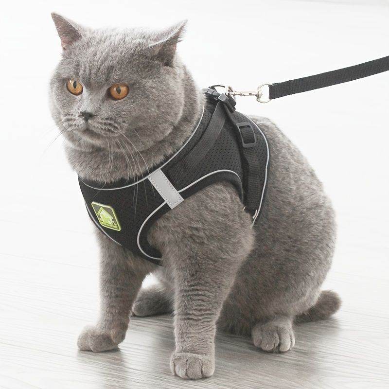 Gray cat wearing Purrfect Pet Kingdom no-pull safety harness for pets with adjustable straps and leash attached