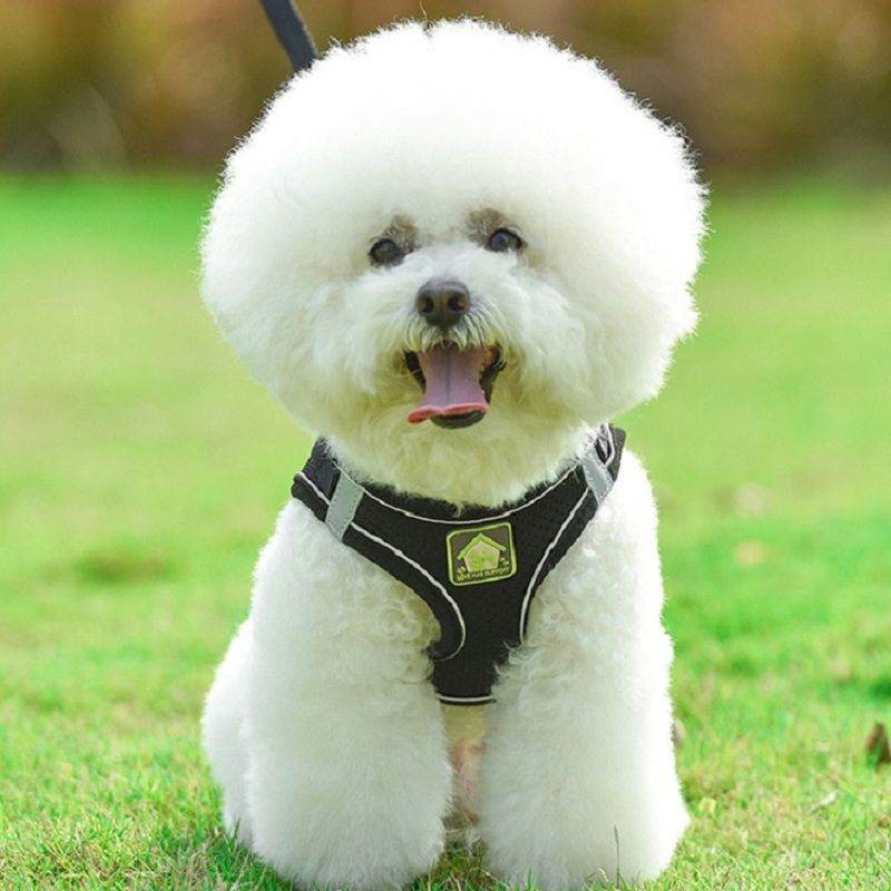 White fluffy dog wearing black no-pull safety harness for pets by Purrfect Pet Kingdom sitting on green grass
