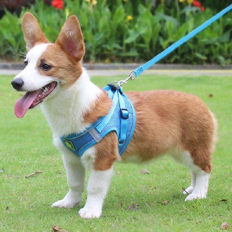 Corgi dog wearing blue no-pull safety harness for pets by Purrfect Pet Kingdom on green grass