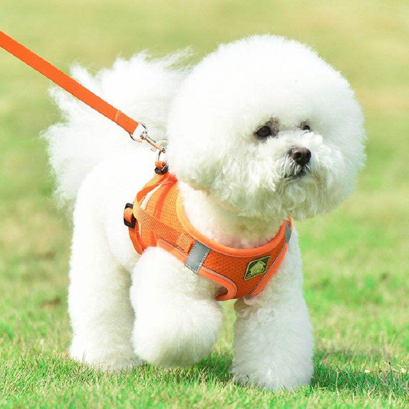 White fluffy dog wearing an adjustable no-pull safety harness for pets by Purrfect Pet Kingdom