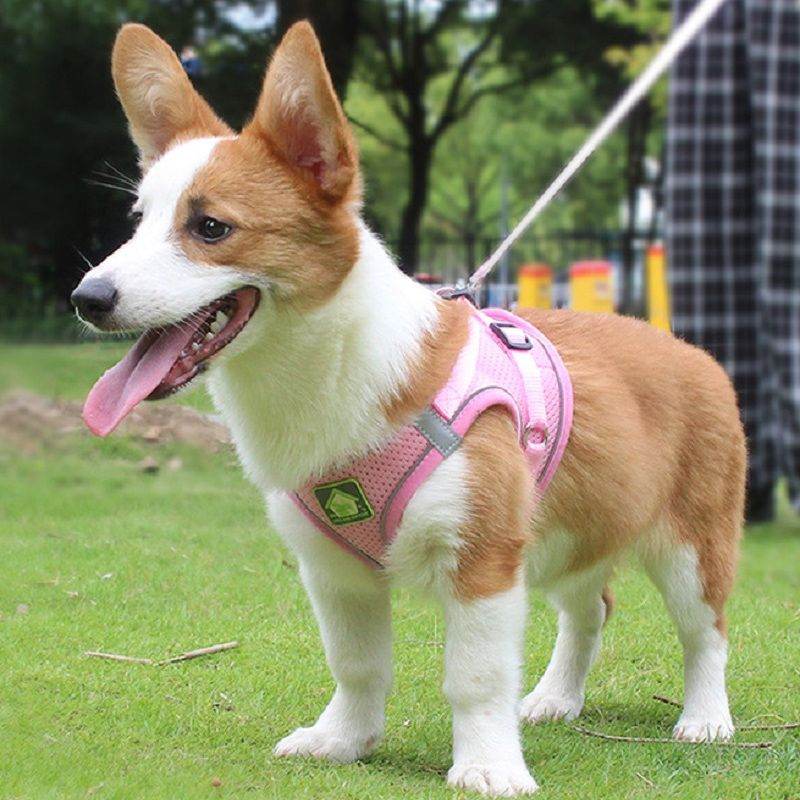 Small dog wearing Purrfect Pet Kingdom pink no-pull safety harness for pets standing on grass