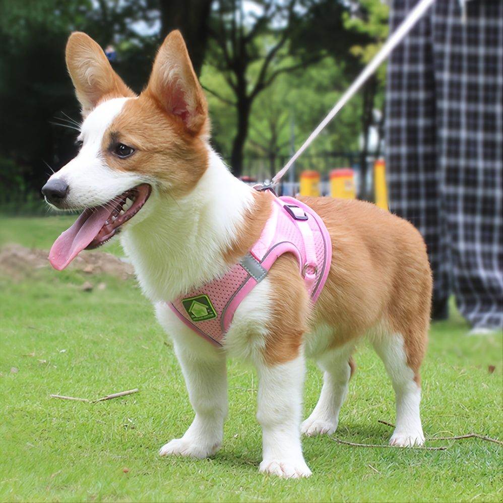 Small dog wearing pink no-pull safety harness for pets by Purrfect Pet Kingdom outdoors