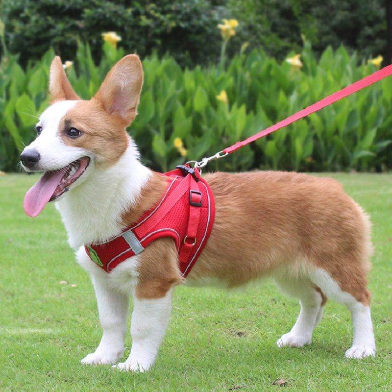 Corgi dog wearing a red adjustable no-pull safety harness for pets by Purrfect Pet Kingdom outdoors