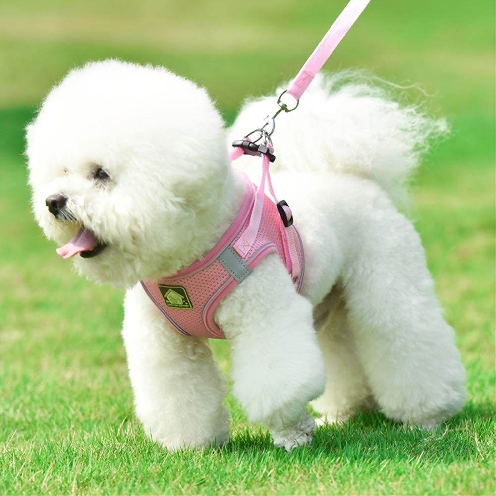 White fluffy dog wearing Purrfect Pet Kingdom pink no-pull safety harness for pets standing on grass