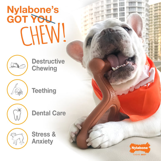 Happy dog chewing Nylabone Flavor Frenzy variety pack for dental care and stress relief