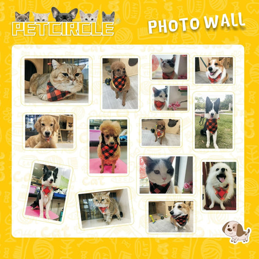 Dog Bandanas Fall Birthday 2 Pack