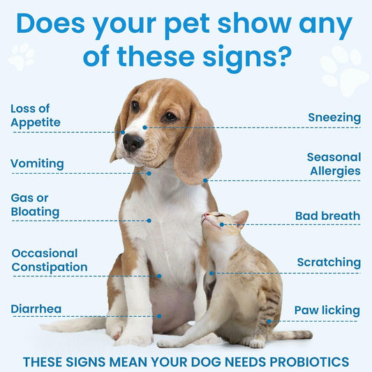 Probiotics-Bighero Dog Digestive Health & Gut Support Chews