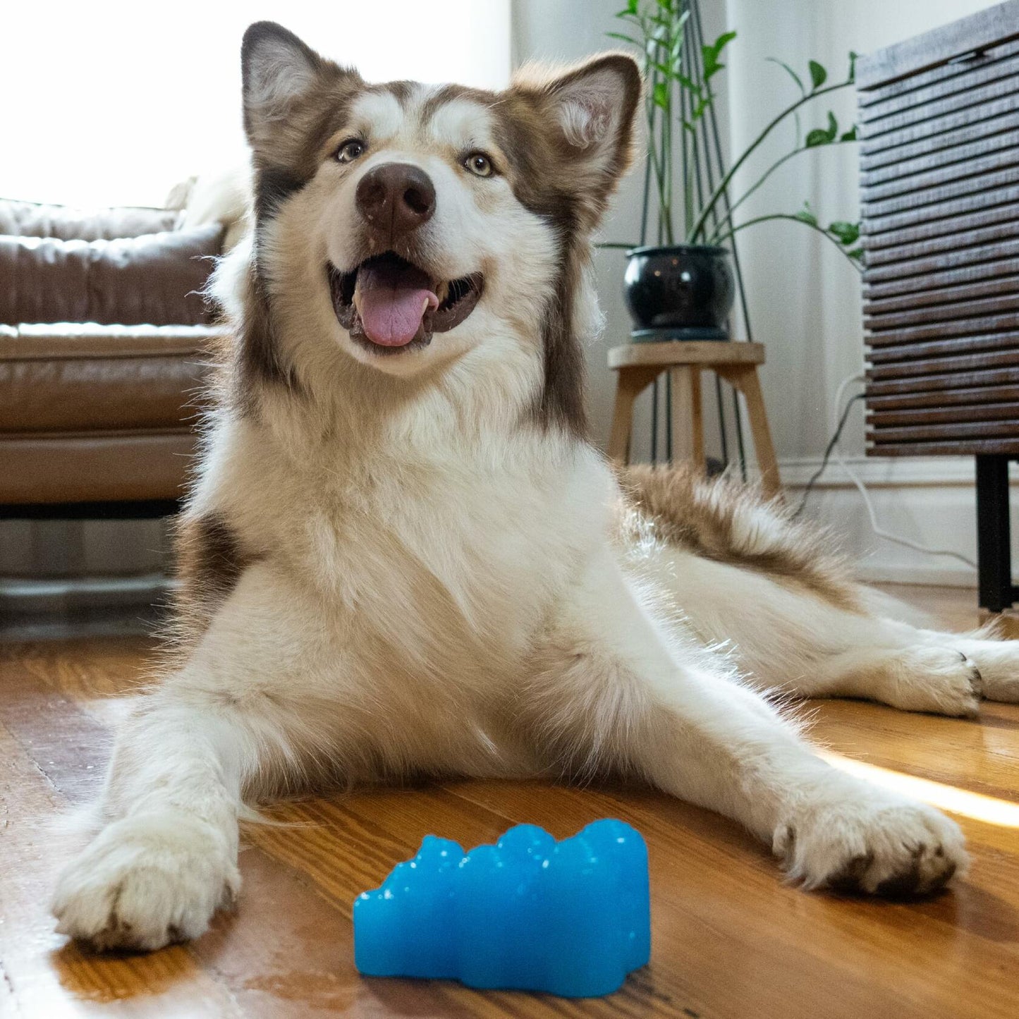 Outward Hound Gummiez Bear Dog Toy Treat Stuffer 4.7 Blue