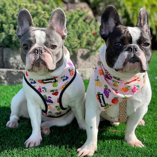 Frootie Patootie Free-Fit Harness Dog Harness | Purrfect Pet