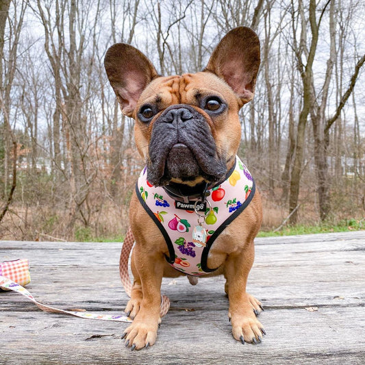 Frootie Patootie Leash Kit Dog Leash | Purrfect Pet Kingdom