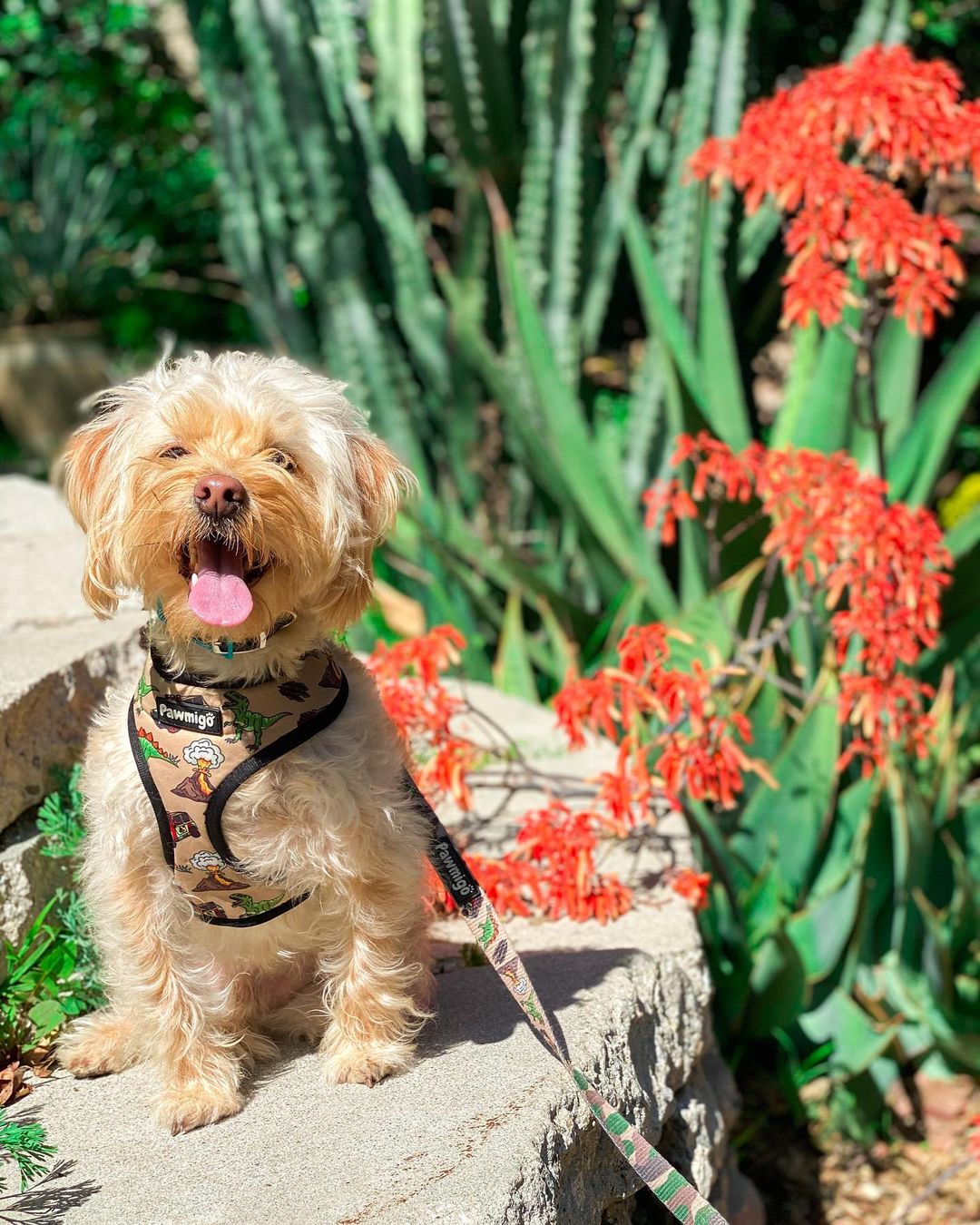 Jurassic Bark Leash Kit Dog Leash | Purrfect Pet Kingdom
