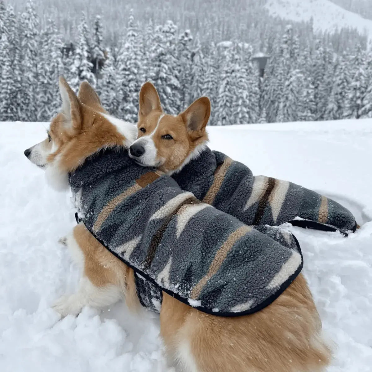 Two Corgis wearing Pendleton dog coats in a snowy outdoor setting with evergreen trees