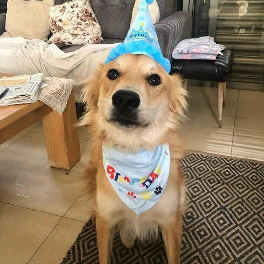 Golden Retriever wearing a birthday hat and bandana, perfect pet birthday accessories for dogs and cats
