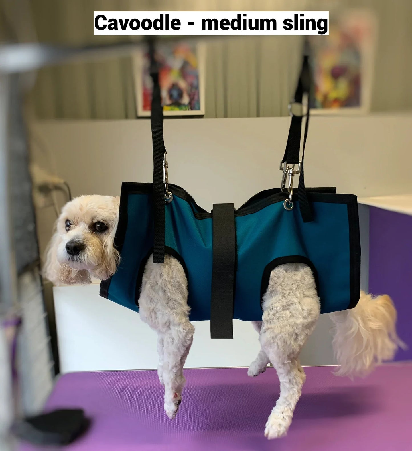 Cavoodle in medium sling using pet grooming hammock for easy bathing during grooming session