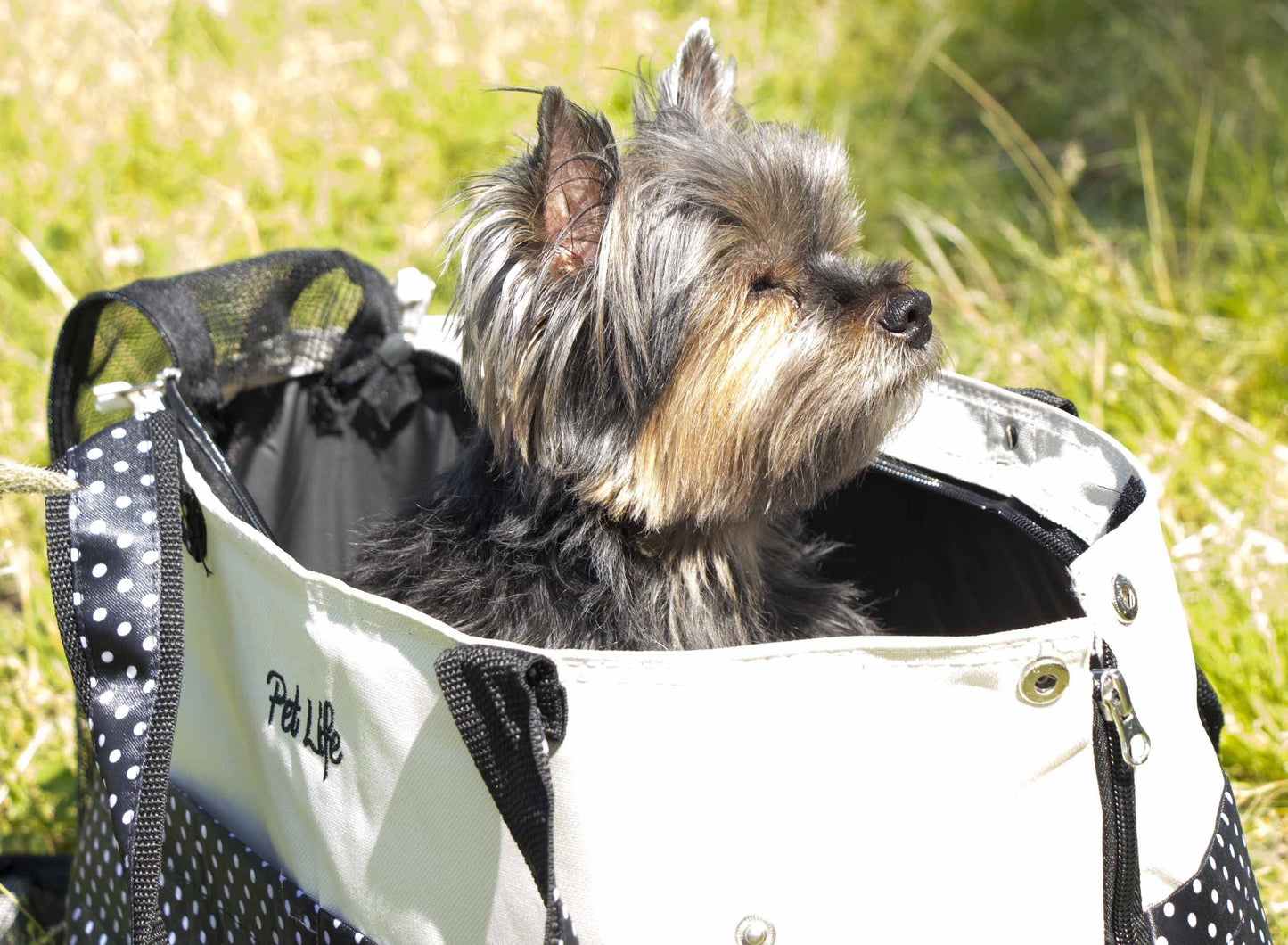 Pet Carrier Spotted Trendy Designer Travel Tote