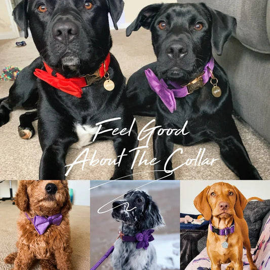 Premium Purple Velvet Dog Collar and Leash Set for Small Do