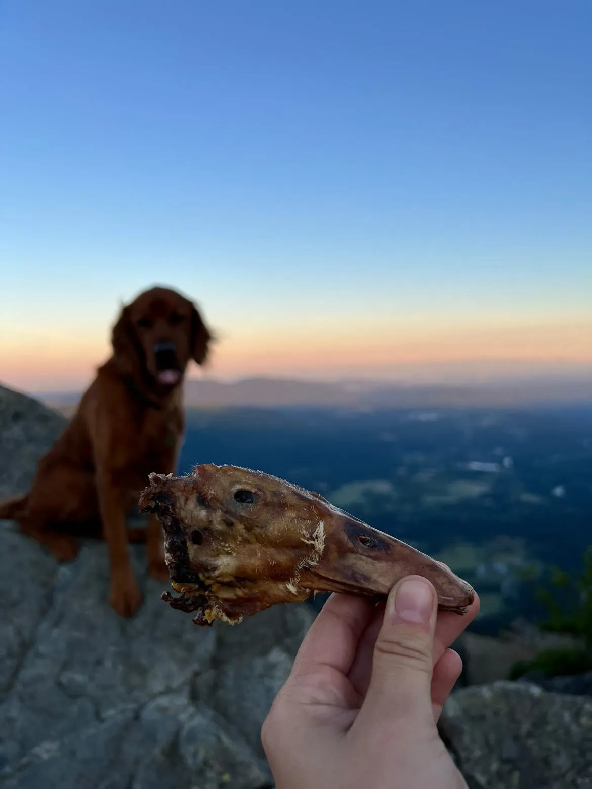 Purrfect Pet Kingdom - All Natural Duck Head Dental Chews for Small Breed Dog Heal - Dog Treats