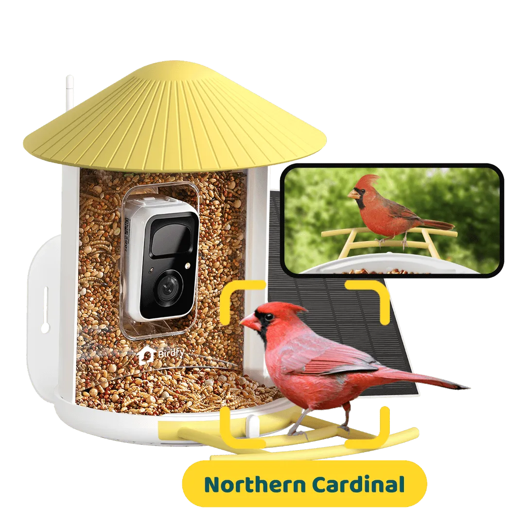Purrfect Pet Kingdom - Bird Feeder – Birdfy Solar-Powered Smart Camera Video Tank - Bird Feeder
