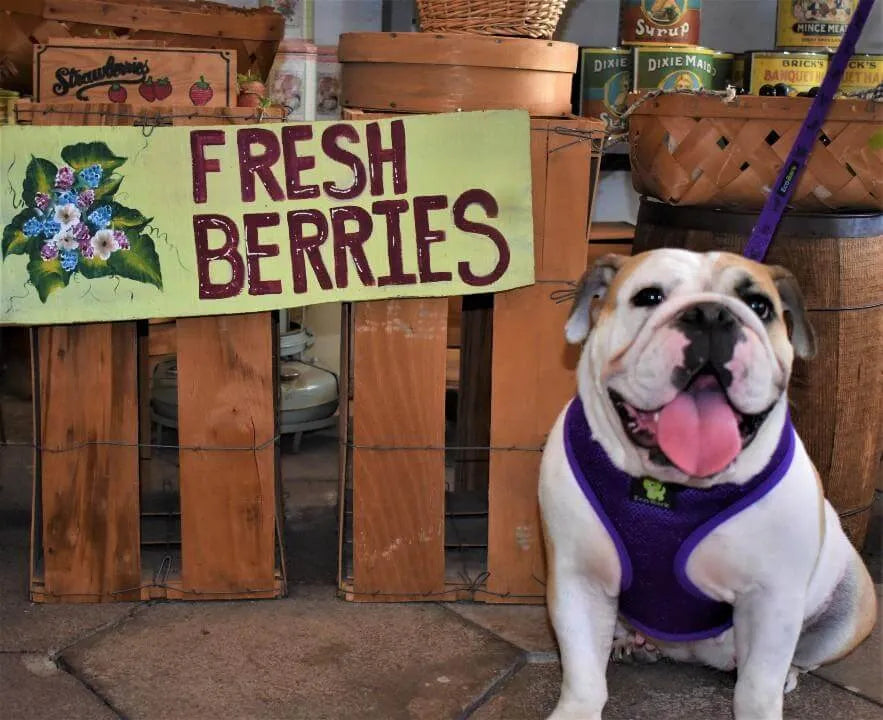 Purrfect Pet Kingdom® - EcoBark Purple Dog Harness - Over-the-Head Soft Mesh Dog - Dog Harness