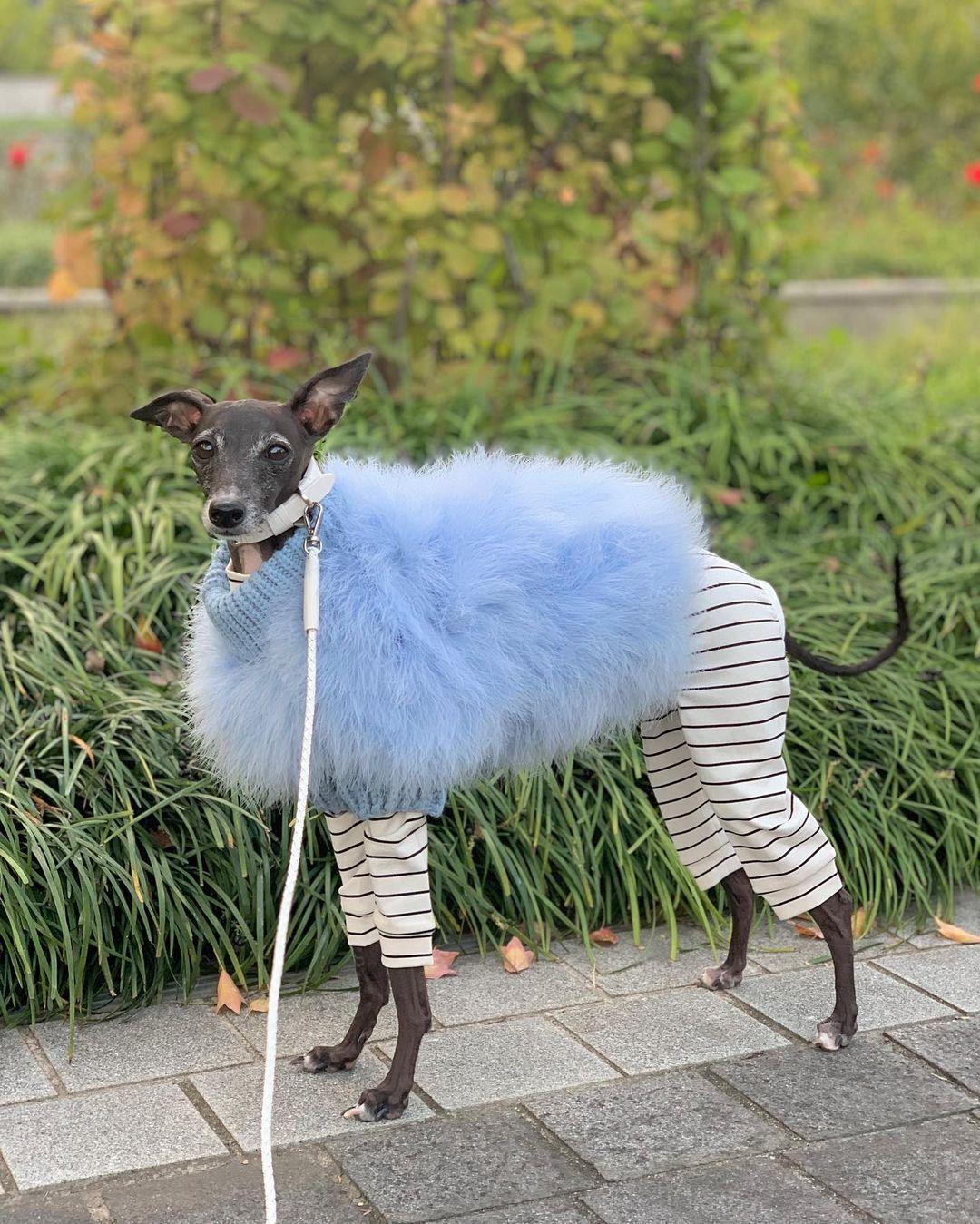 Haute Couture Feathered Luxury Pet Sweater - Purrfect Pet Kingdom