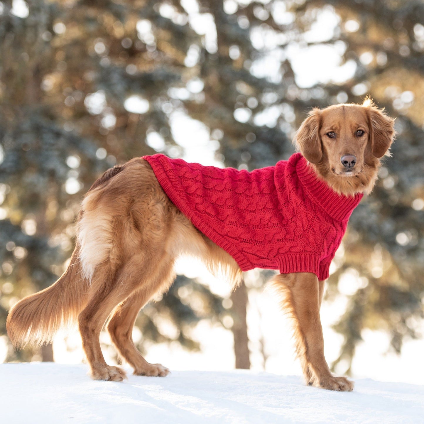 Purrfect Pet Kingdom Red Dog Sweater โ Cozy Knit Coat Purrfect Pet Kingdom