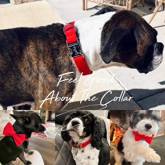 Red velvet luxury dog collar with engraved metal buckle and matching bow tie shown on various dog breeds.