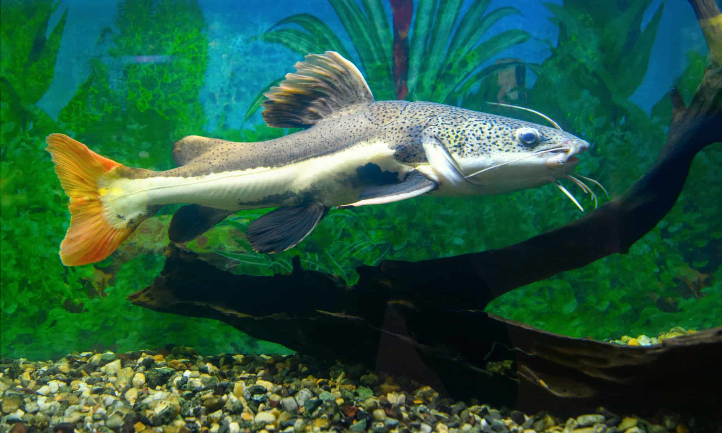 South American Redtail Catfish (Phractocephalus hemioliopterus) 3+