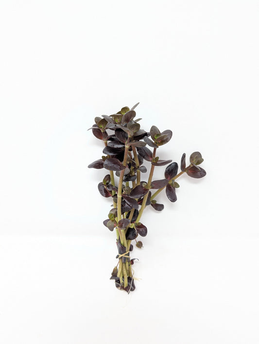 Bacopa salzmannii Purple