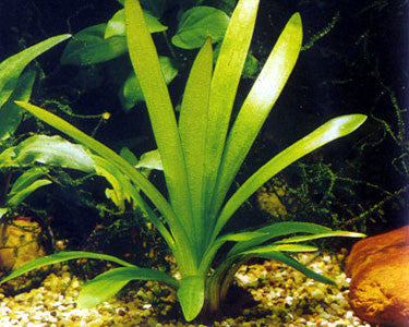 Broadleaf Sagittaria
