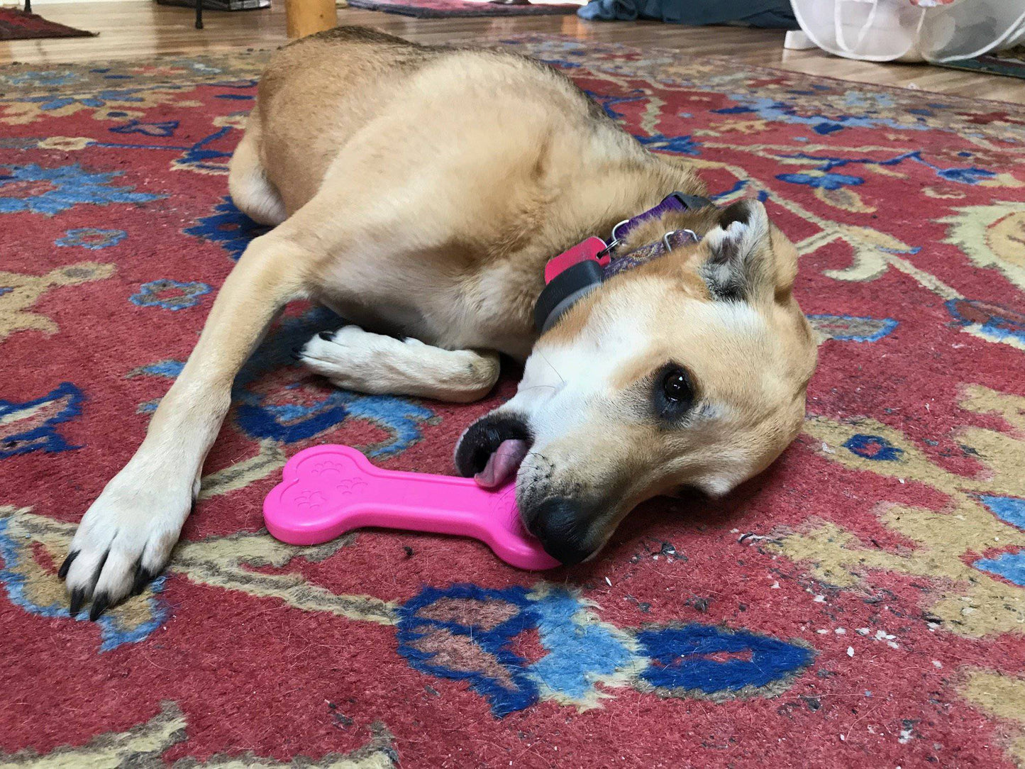 Bone eChew Ultra Durable Nylon Dog Chew Toy for Aggressive