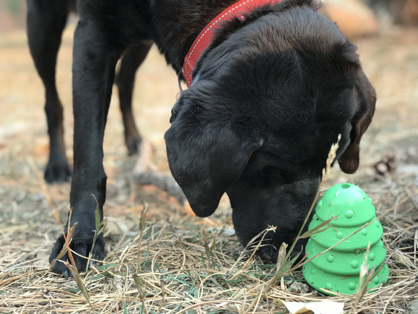 Christmas Tree toy - Durable Rubber Chew Toy for Large Dogs