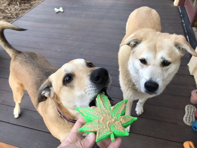 Colorado Maple Leaf Nylon Dog Chew Toy for Aggressive Chewers