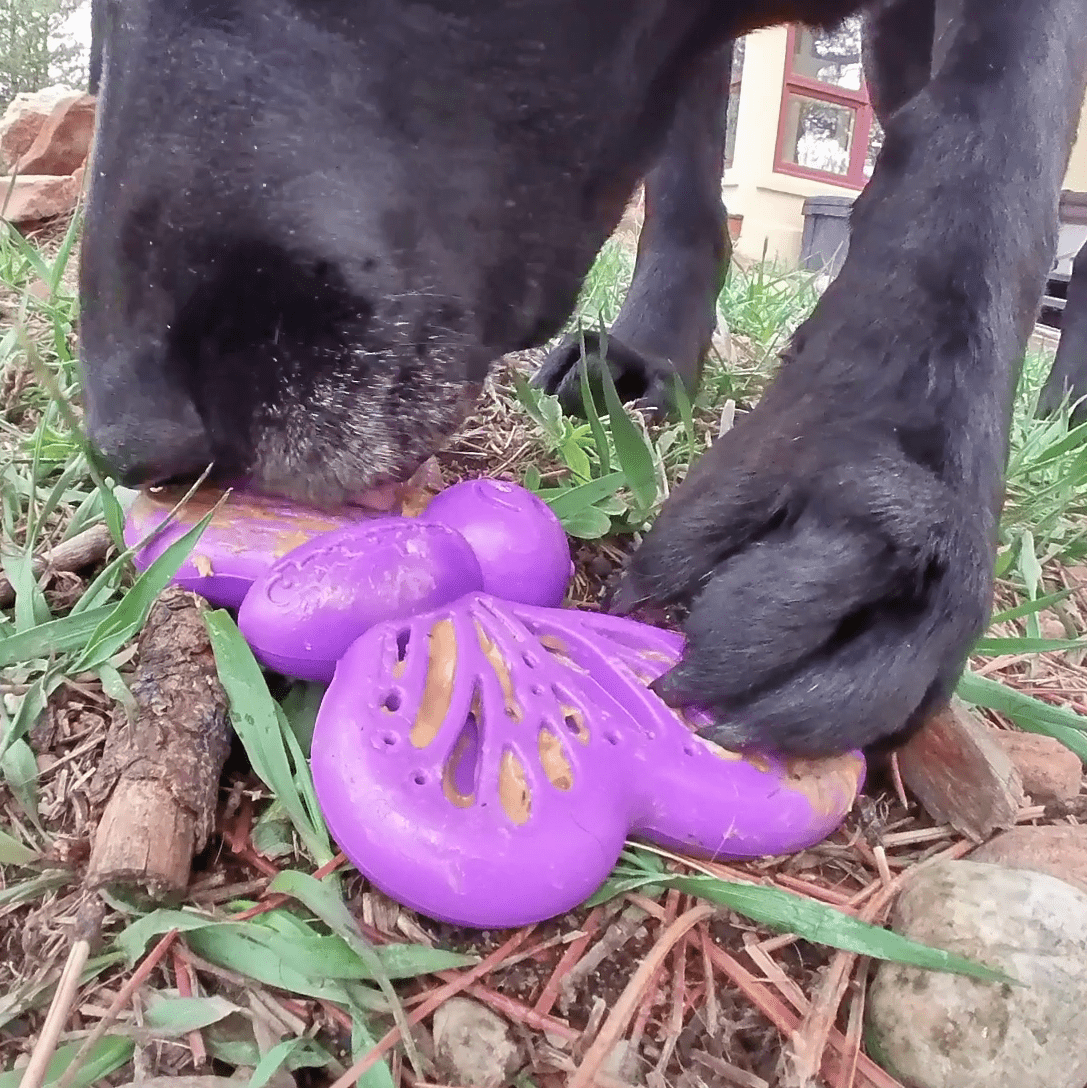 Butterfly Nylon Chew & Enrichment Toy | 2-in-1 for Aggressive
