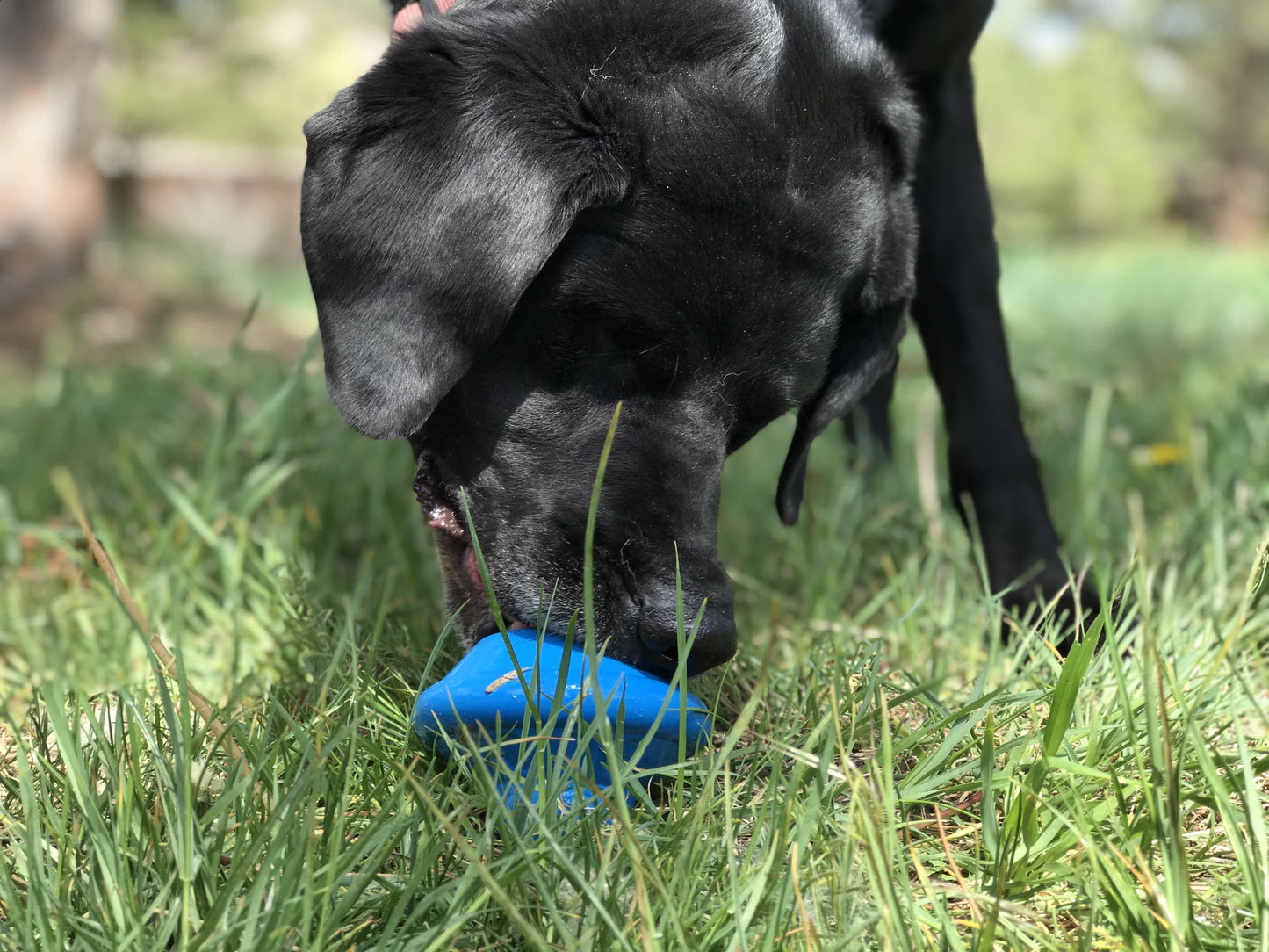 Flying Saucer toy - Durable UFO Chew Toy & Treat Dispenser