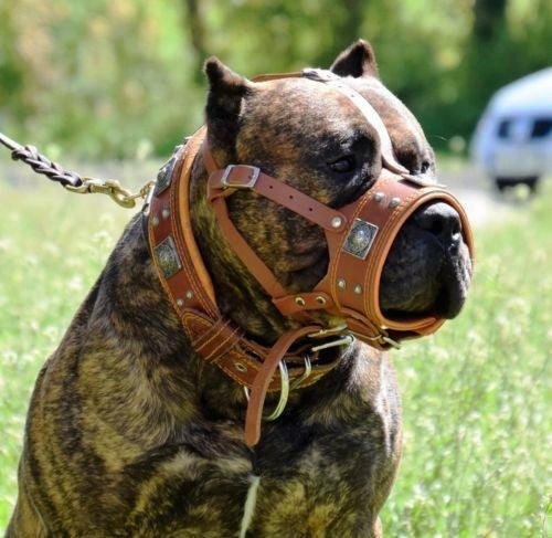 The "Eros" muzzle brown by BESTIA