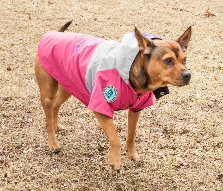 Mount Pinnacle Insulated Ski Dog Jacket