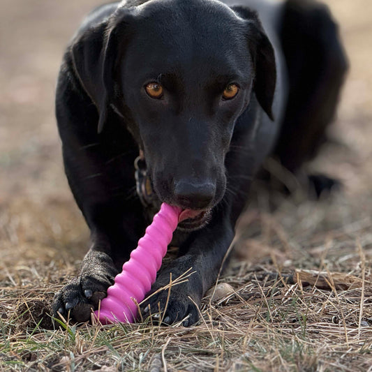 Unicorn Horn Nylon Dog Chew Toy | Durable for Aggressive