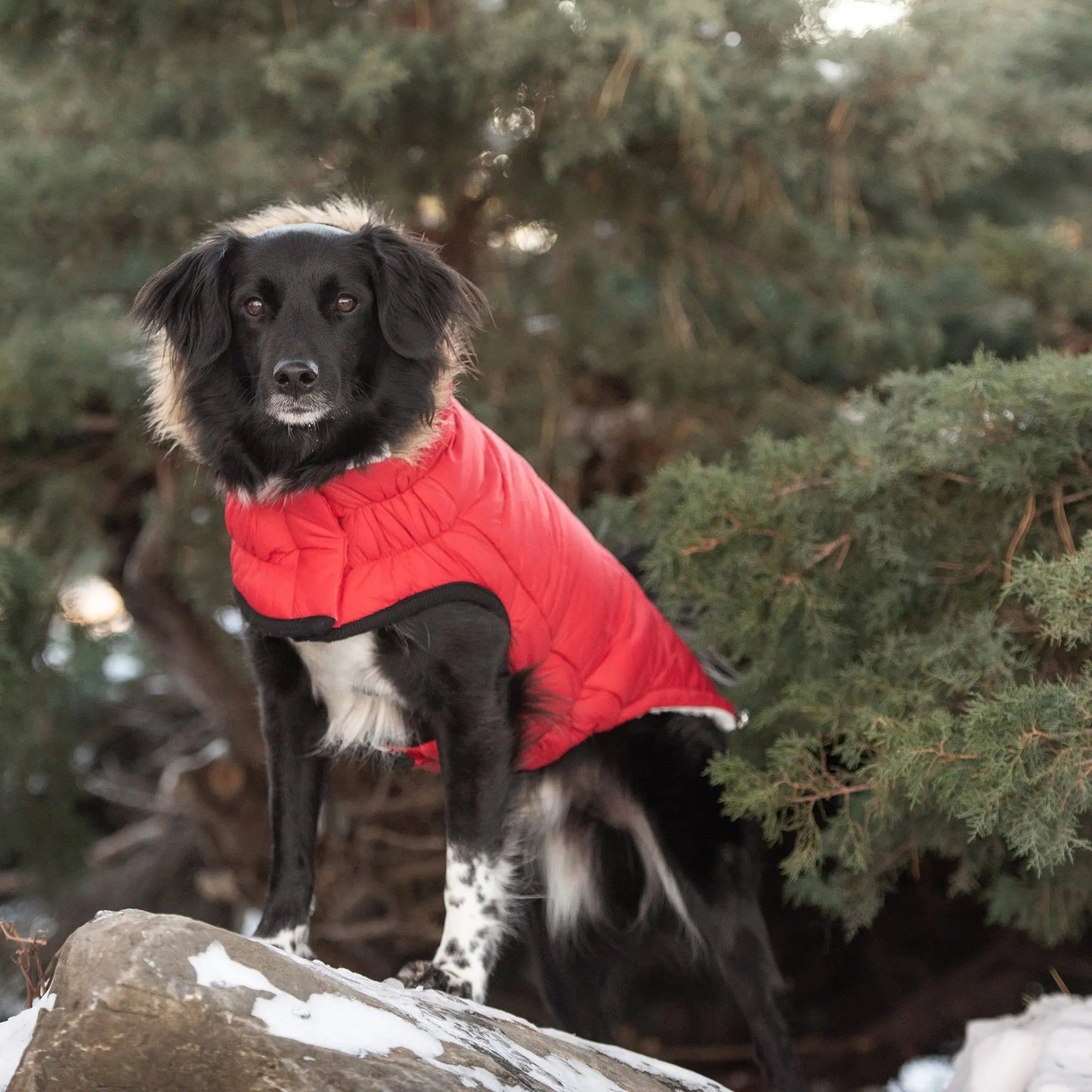 Purrfect Pet Kingdom Urban Dog Winter Coat with Hood Purrfect Pet Kingdom