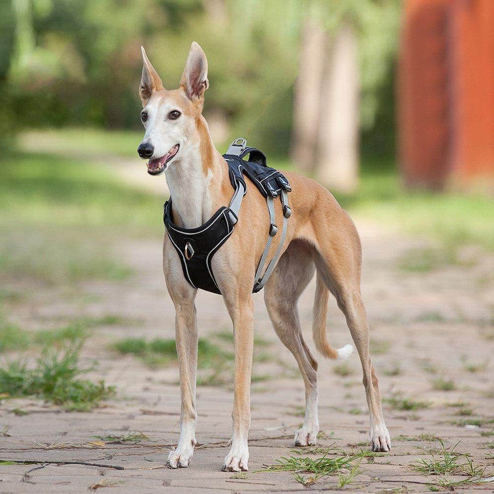Purrfect Pet Kingdom Adjustable Reflective Harness for Pets Purrfect Pet Kingdom