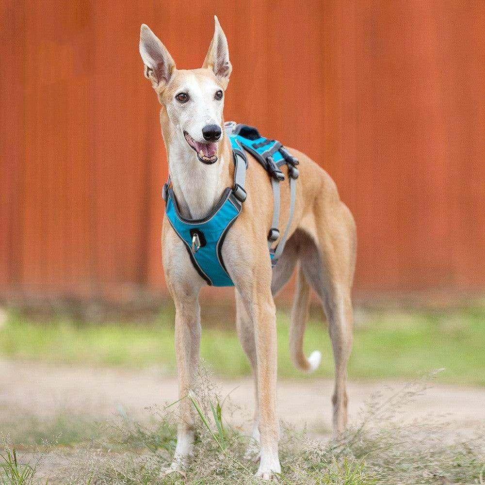 Purrfect Pet Kingdom Adjustable Reflective Harness for Pets Purrfect Pet Kingdom