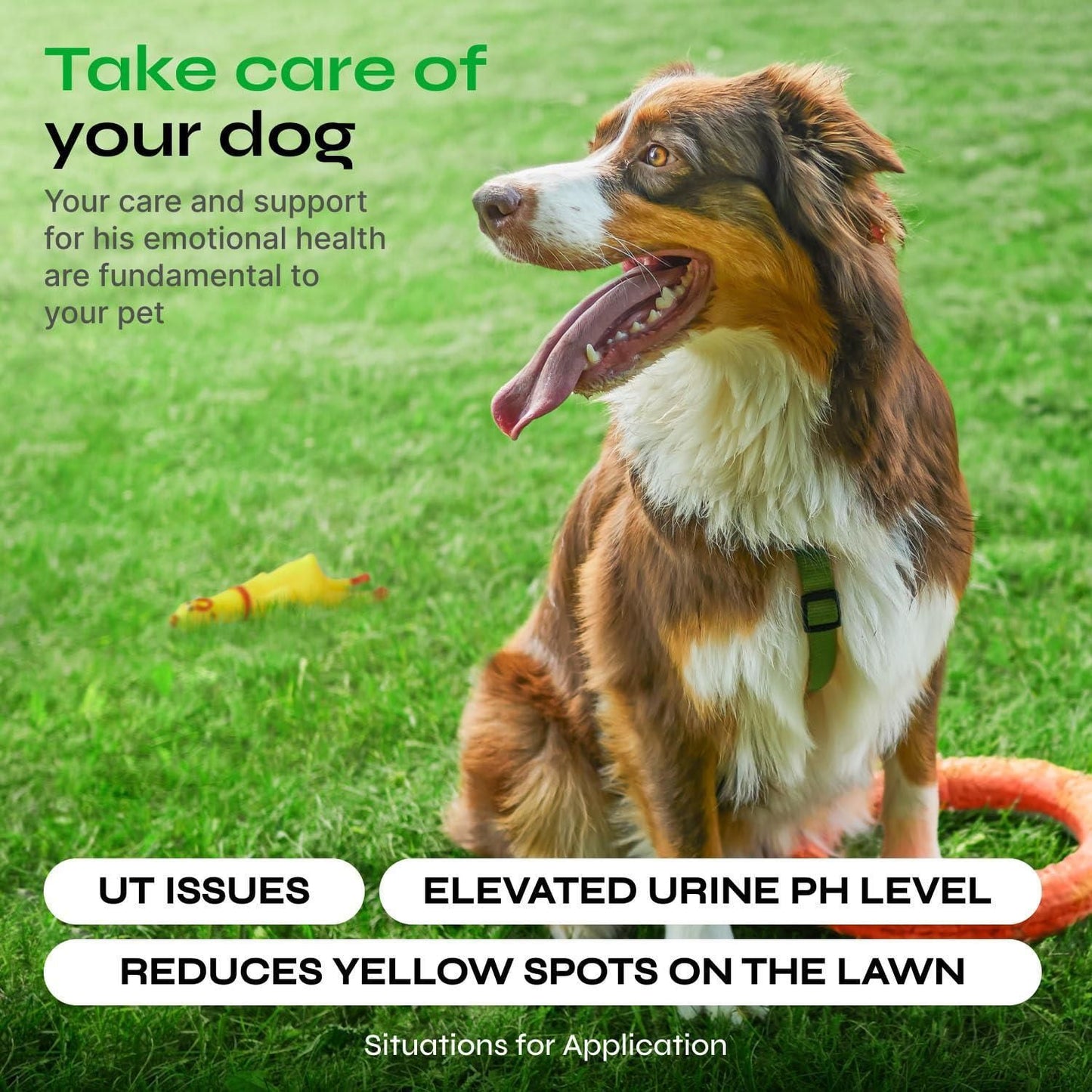 Purrfect Pet Kingdom Vetrica Dog Urine Neutralizer for Grass - Green Lawn Purrfect Pet Kingdom