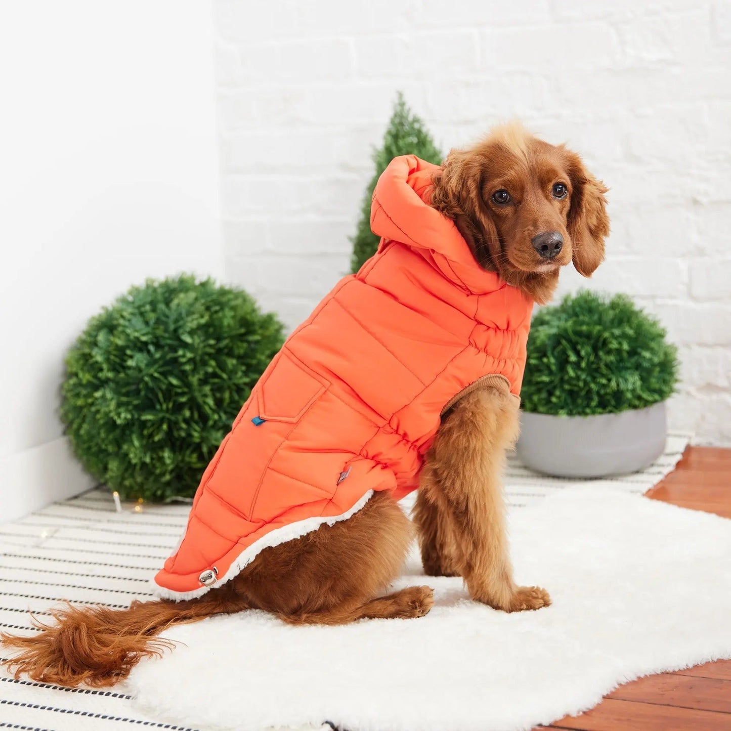 Purrfect Pet Kingdom Warm Dog Winter Coat with Hood Purrfect Pet Kingdom