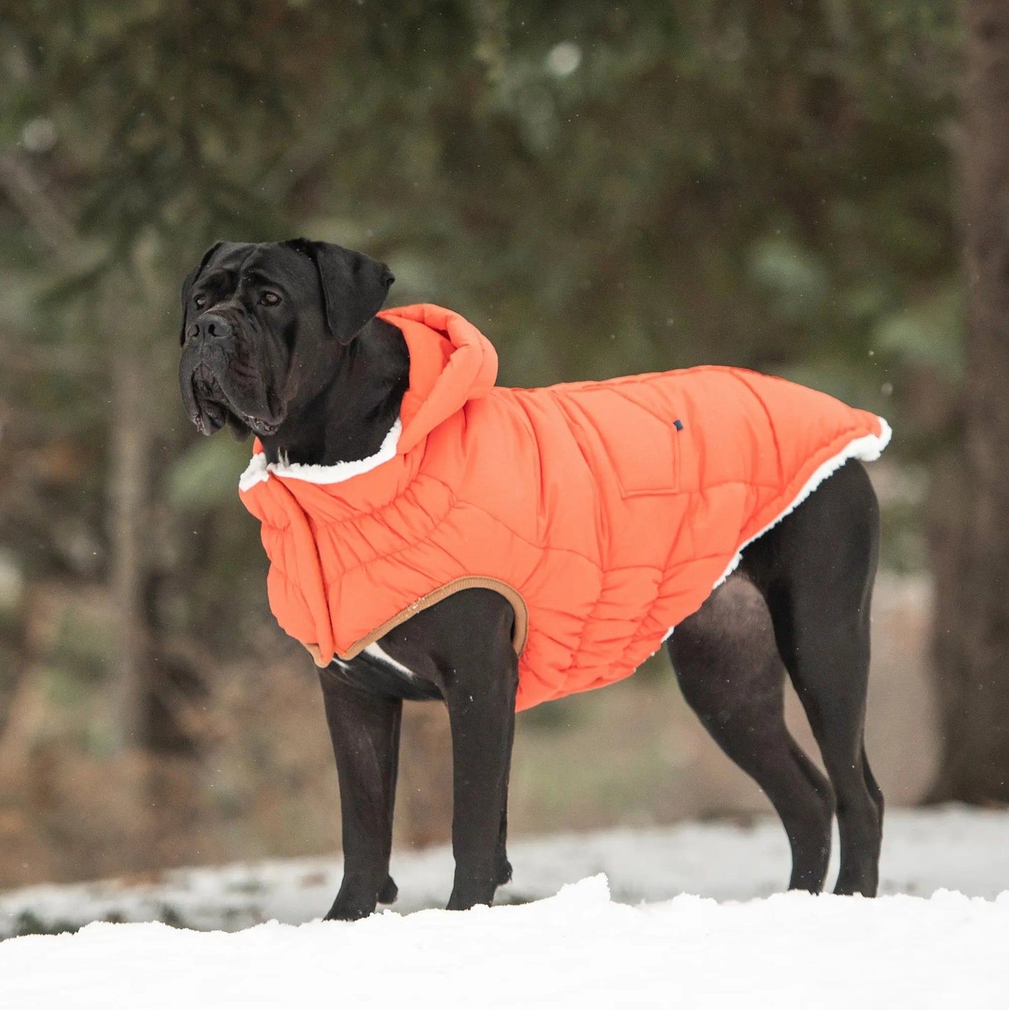 Purrfect Pet Kingdom Warm Dog Winter Coat with Hood Purrfect Pet Kingdom
