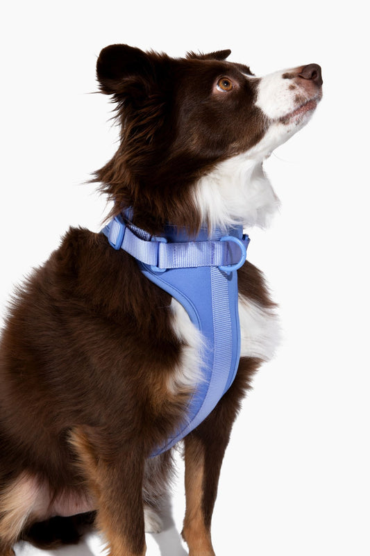 Harness
